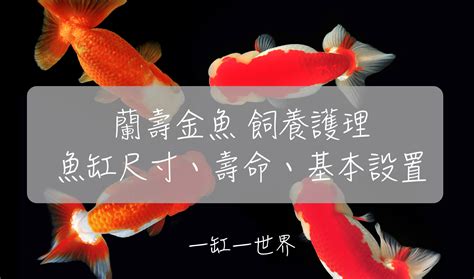 蘭壽金魚飼養方法|蘭壽金魚護理指南與品種介紹：水族愛好者的必備知識！ – 寵物百科